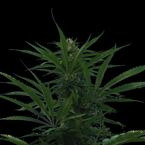 Kilimanjaro cannabis seeds packaging — Royal King Seeds Canada
