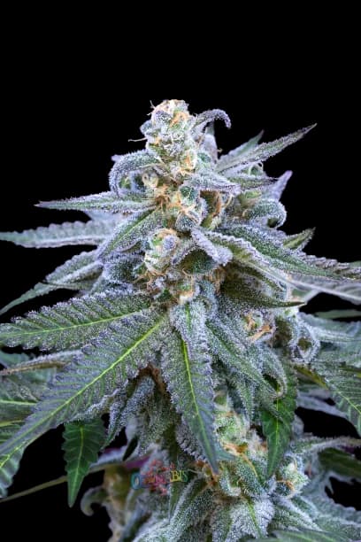 Killer Grape Autoflower