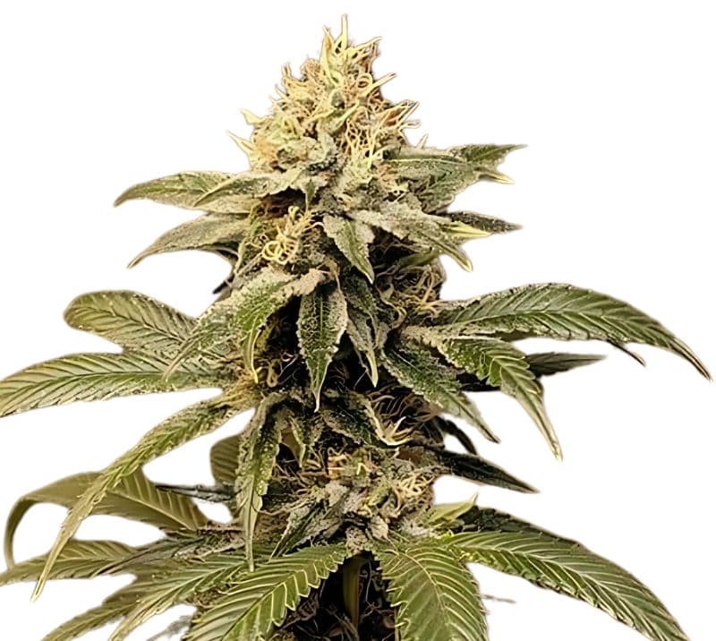 Kobain Kush Feminized