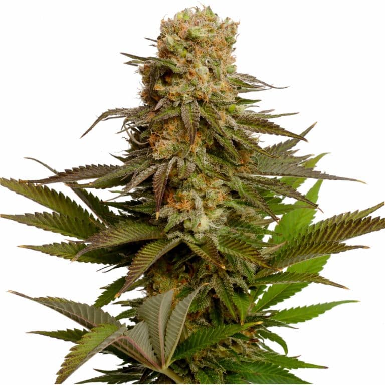 Kosher Kush Feminized