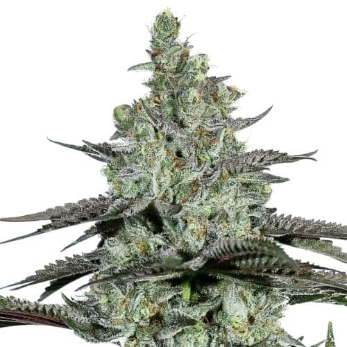 Kosher Tangie Feminized