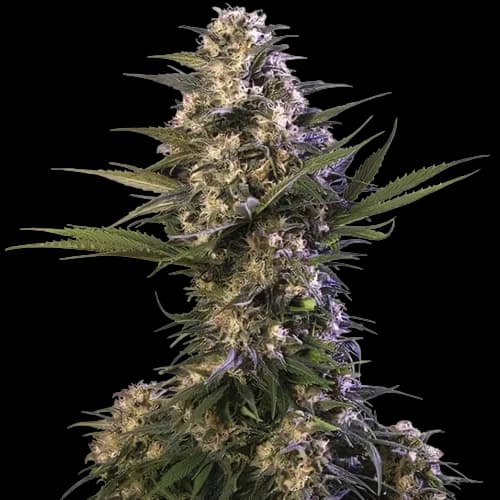 Kraken Feminized