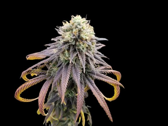 Krishna Kush Feminized
