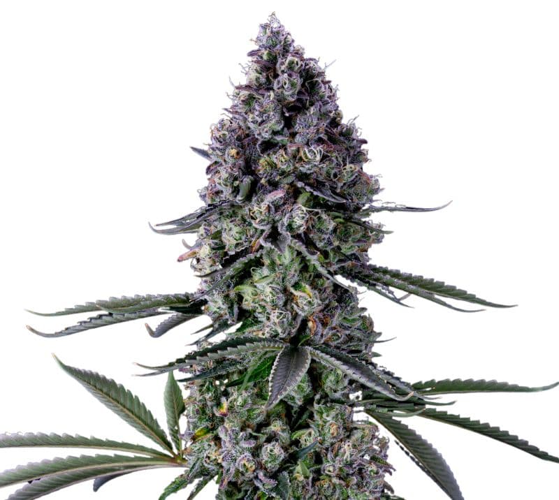 Kushadelic cannabis seeds packaging — Royal King Seeds Canada