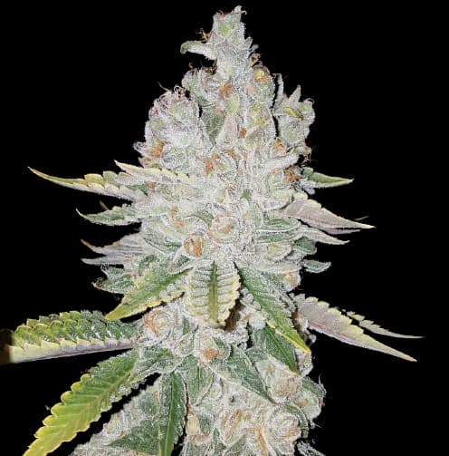 L.A. Sunshine Autoflower