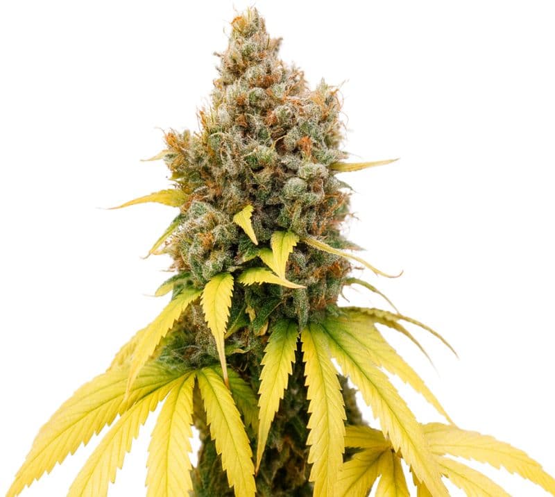 Ladyburn 1974 cannabis seeds packaging — Royal King Seeds Canada