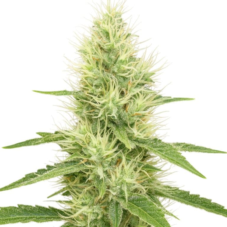 Lambo cannabis seeds packaging — Royal King Seeds Canada