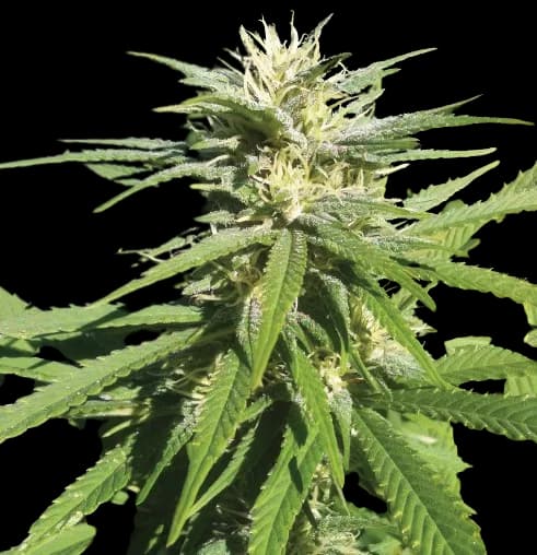 Lamborghini Feminized