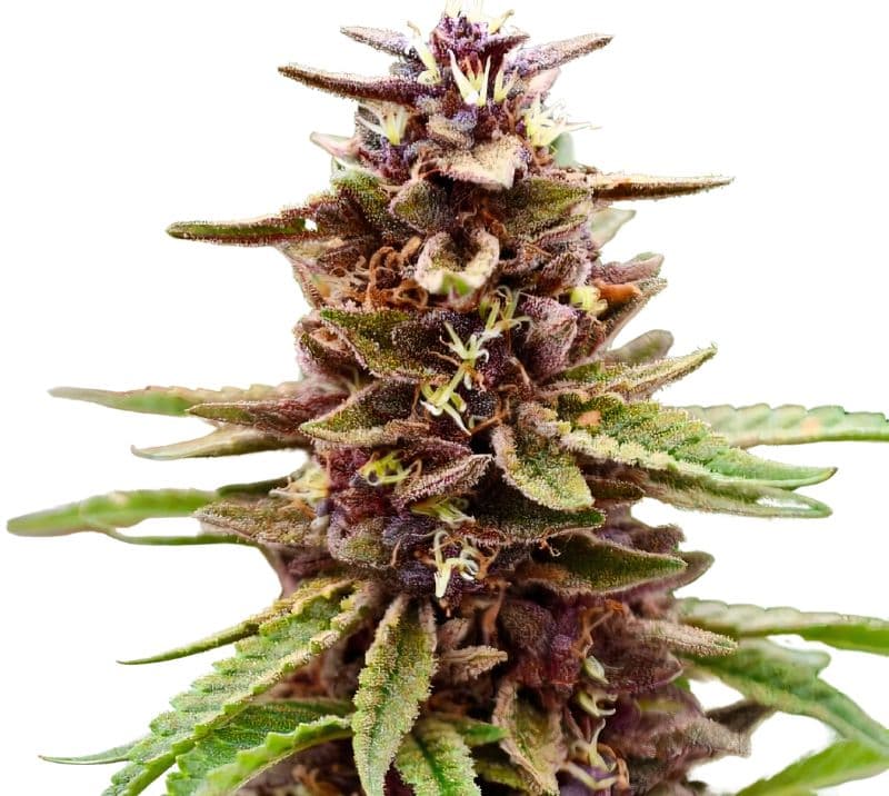 Lavender Jones Autoflower