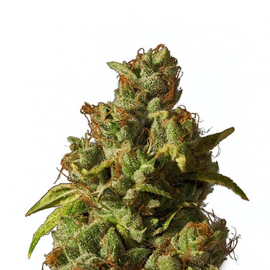 Le Silver Royale Feminized