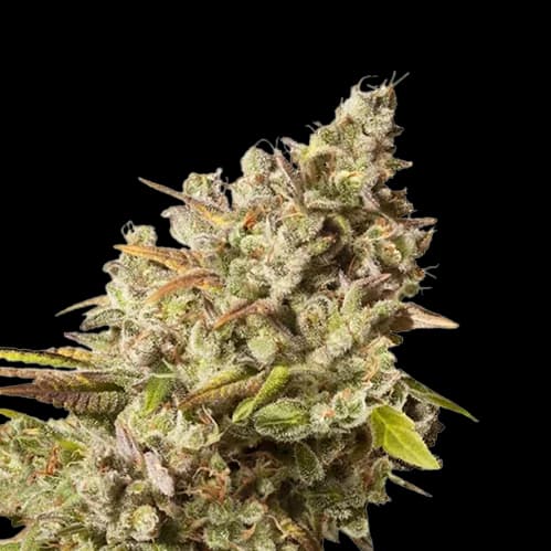 Lemon Daddy Autoflower