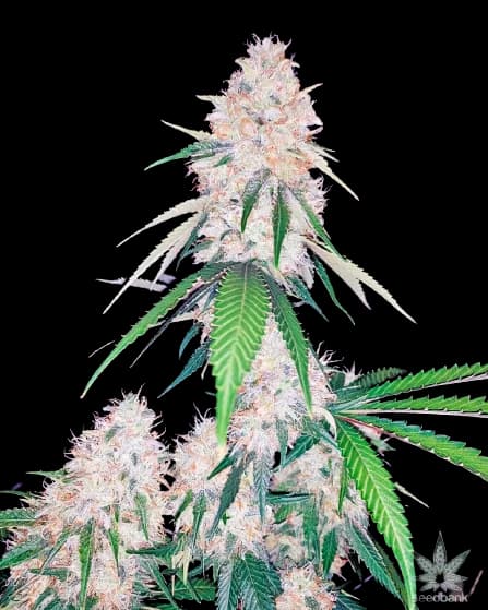 Lemon Diesel Feminized