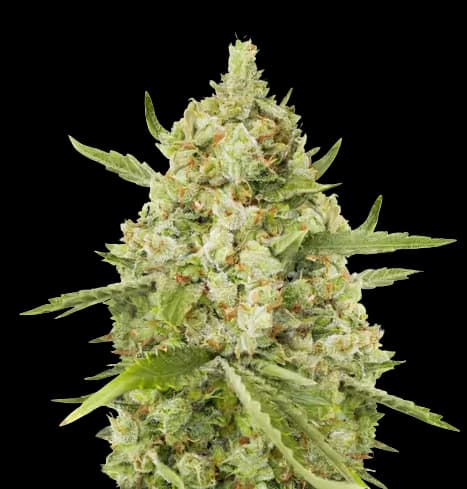 Lemon Drizzle Autoflower
