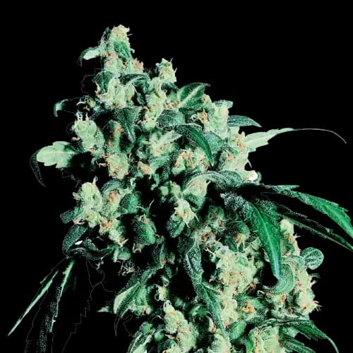 Lemon Drop Autoflower