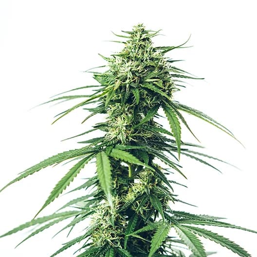 Lemon Fire Feminized