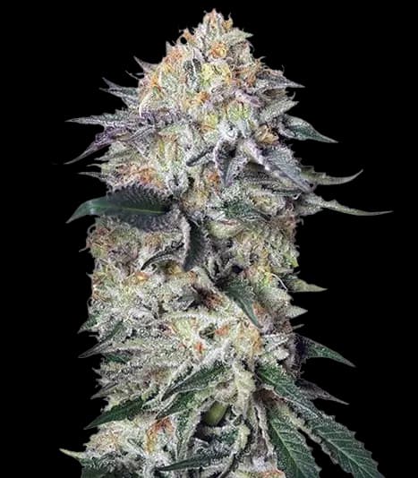Lemon Garlic OG Feminized