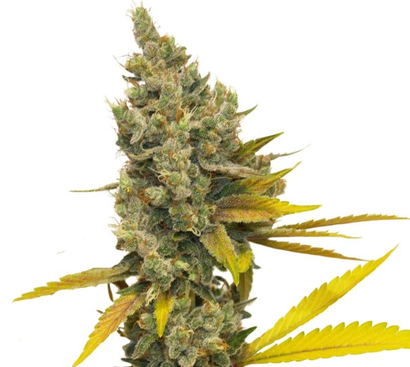Lemon OG Kush Autoflower