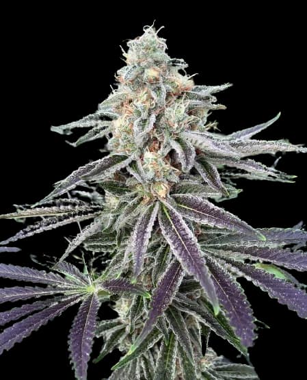 Lemon Tree Feminized