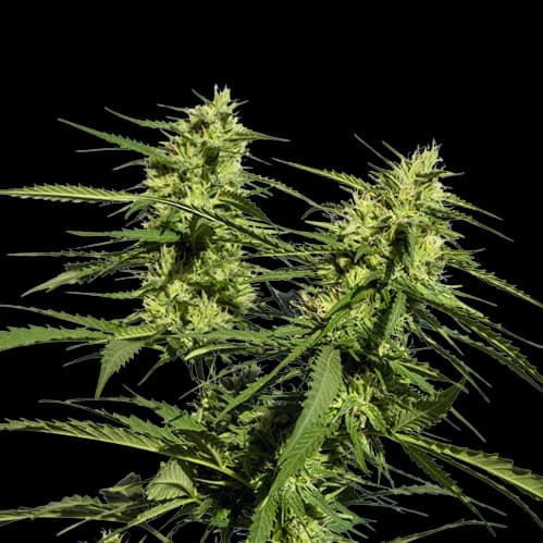 Lethal Purple Feminized