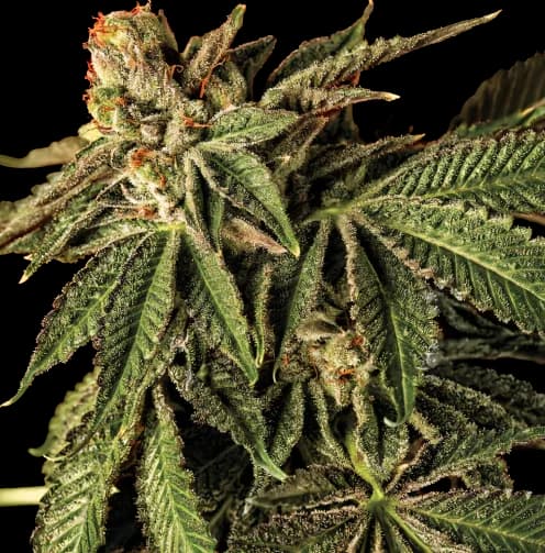 Liquid Butter cannabis seeds packaging — Royal King Seeds Canada