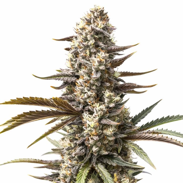 London Pound Cake Feminized