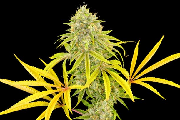 Longbottom Leaf cannabis seeds packaging — Royal King Seeds Canada