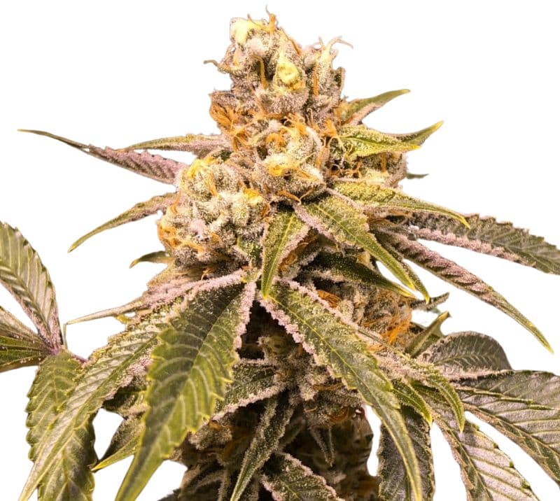 Love Potion #1 Feminized