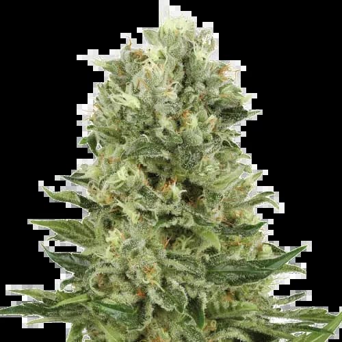 Lucky Charms Feminized