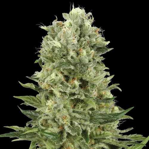 Lucky cannabis seeds packaging — Royal King Seeds Canada