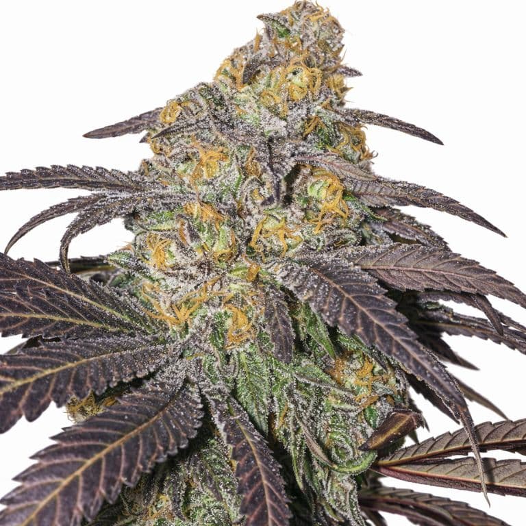 M-39 cannabis seeds packaging — Royal King Seeds Canada