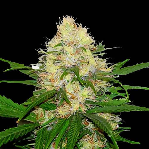 Mad Scientist Feminized