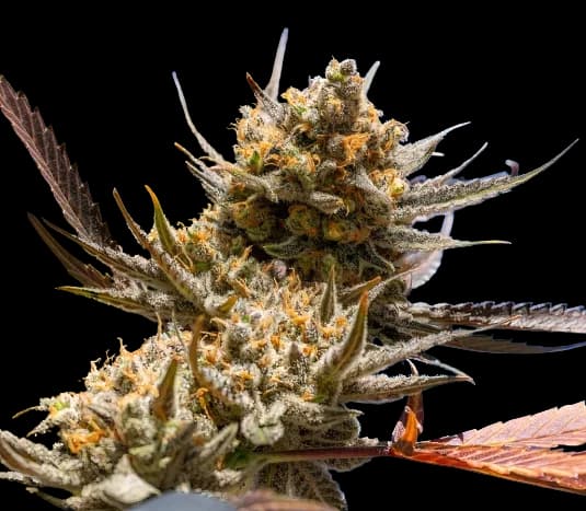 Magic Beans OG Feminized