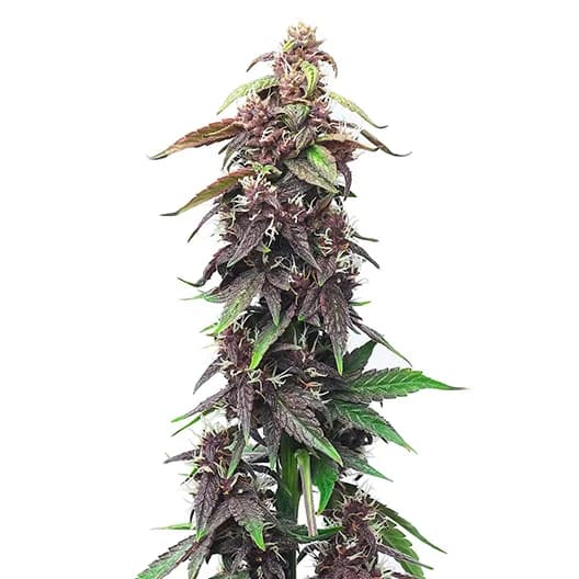 Majestic 12 Feminized