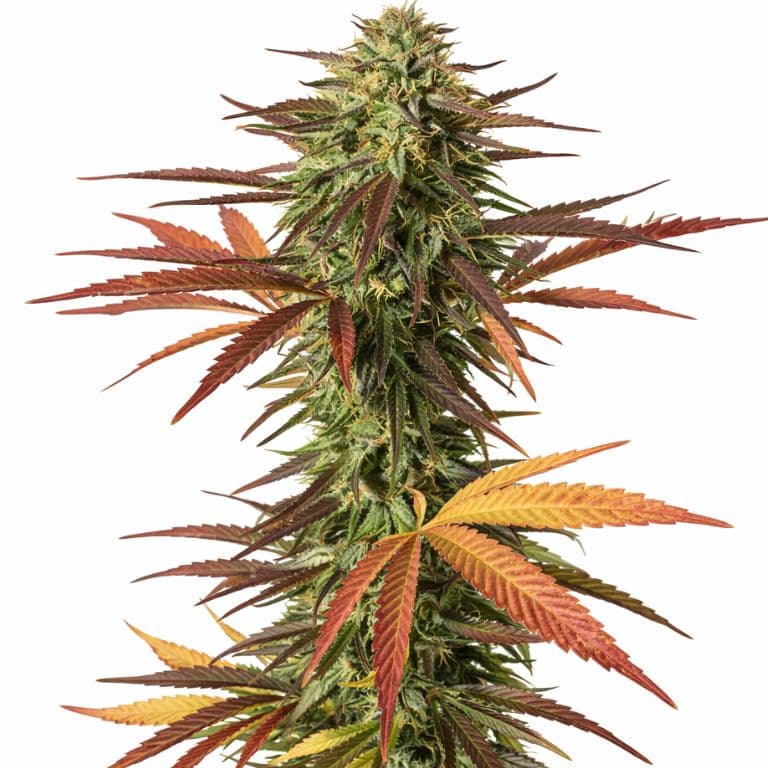 Malawi Gold Feminized
