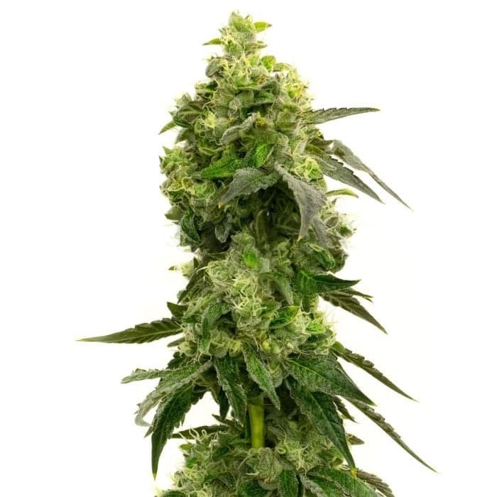 Mango Crack cannabis seeds packaging — Royal King Seeds Canada