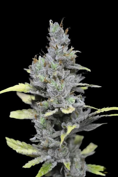 Mango Haze Feminized