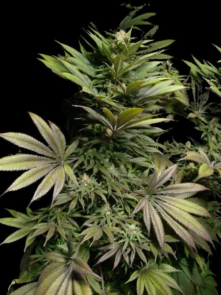 Marionberry Kush Feminized