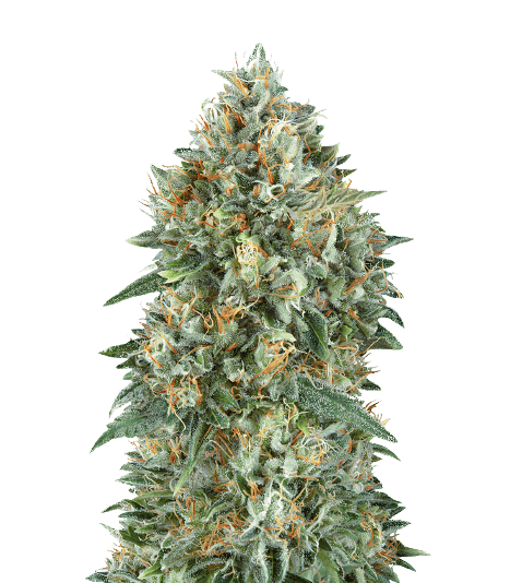 Mataro Blue CBD Feminized