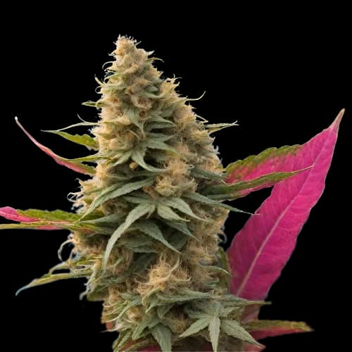 Maui Haole Autoflower