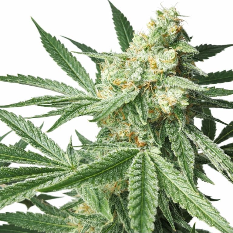 Maui Pineapple Chunk Autoflower