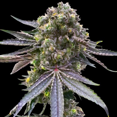 Mazar x Blueberry Autoflower