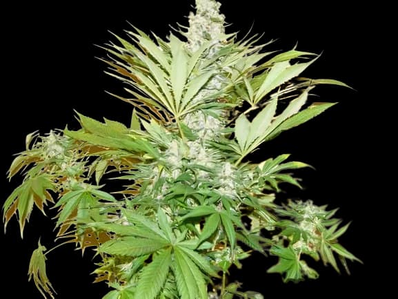 Mean Misty Autoflower