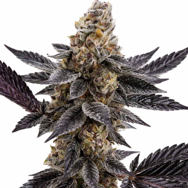 Meat Breath Feminized