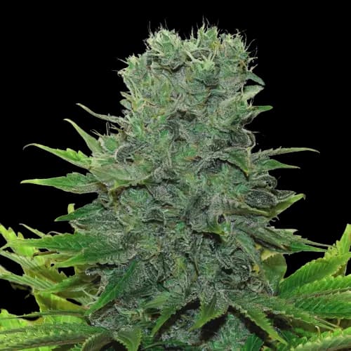 Medibud cannabis seeds packaging — Royal King Seeds Canada