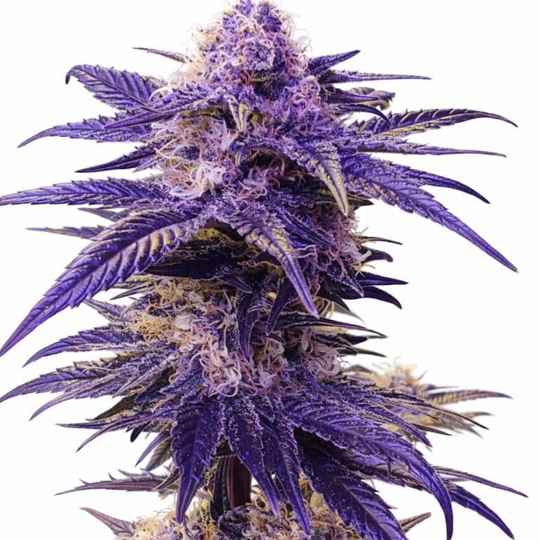 Mendocino Purps cannabis seeds packaging — Royal King Seeds Canada