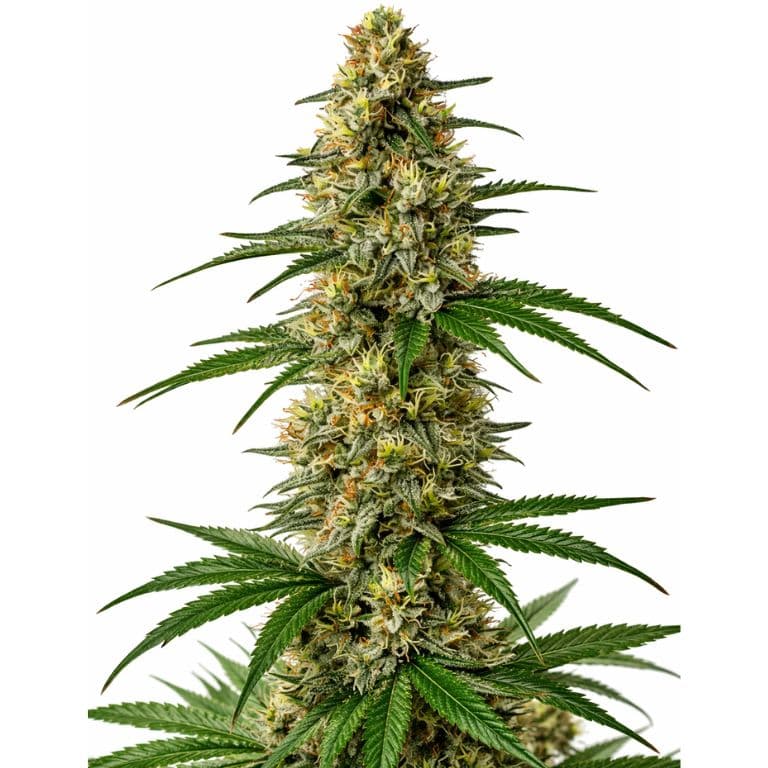 Mexican Haze cannabis seeds packaging — Royal King Seeds Canada