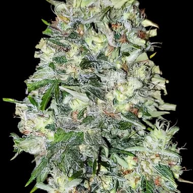 Mickey Kush Autoflower