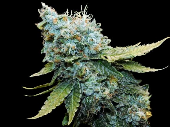 Millennium Feminized