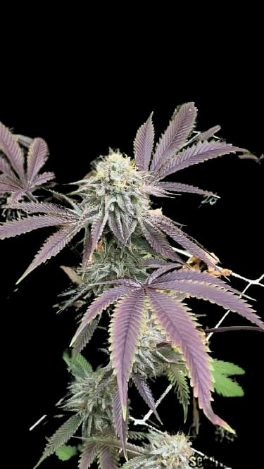Mint Chocolate Chip Autoflower