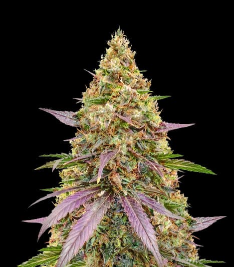 Money Maker Autoflower